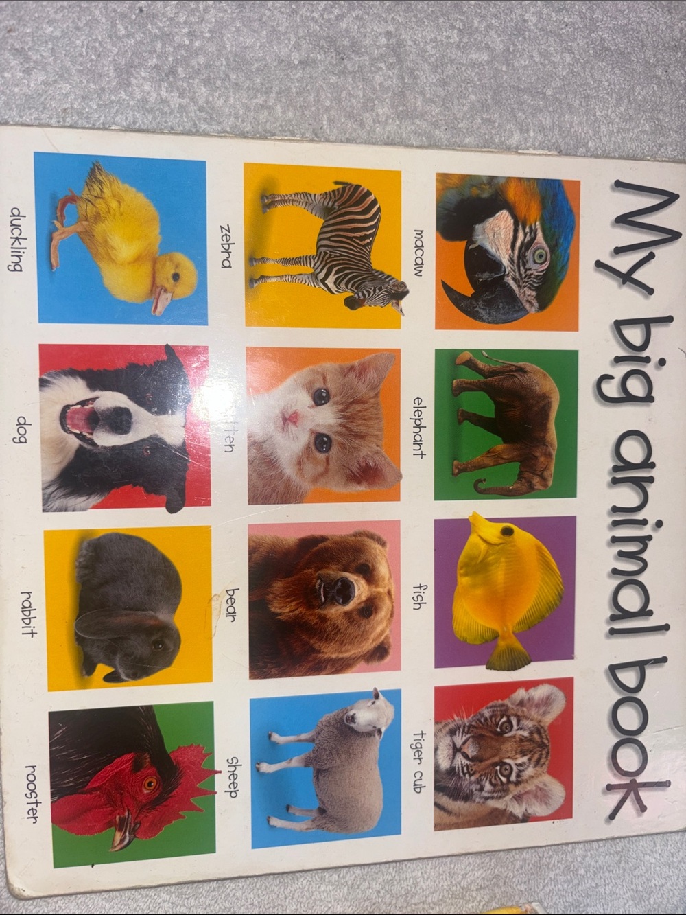 My Big Animal Book - Colorful Animals Board Book